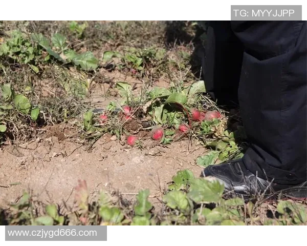 上海羽毛球队的崛起之路总决赛特别报道见证成长与荣耀